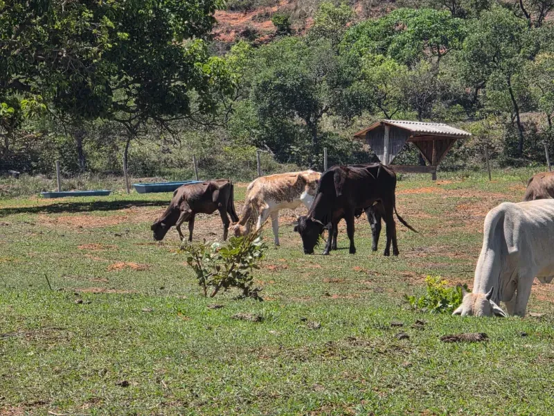 Sítio em Santo Antônio da Alegria/São Paulo — Ref WIUOQY — Imagem 6