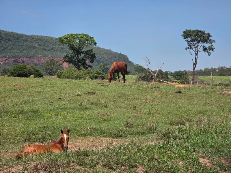 Sítio em Santo Antônio da Alegria/São Paulo — Ref WIUOQY — Imagem 32