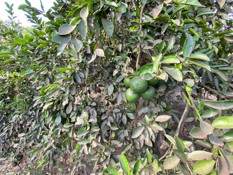 Chácara em Altinópolis/São Paulo — Ref DAMY1P — Imagem 24