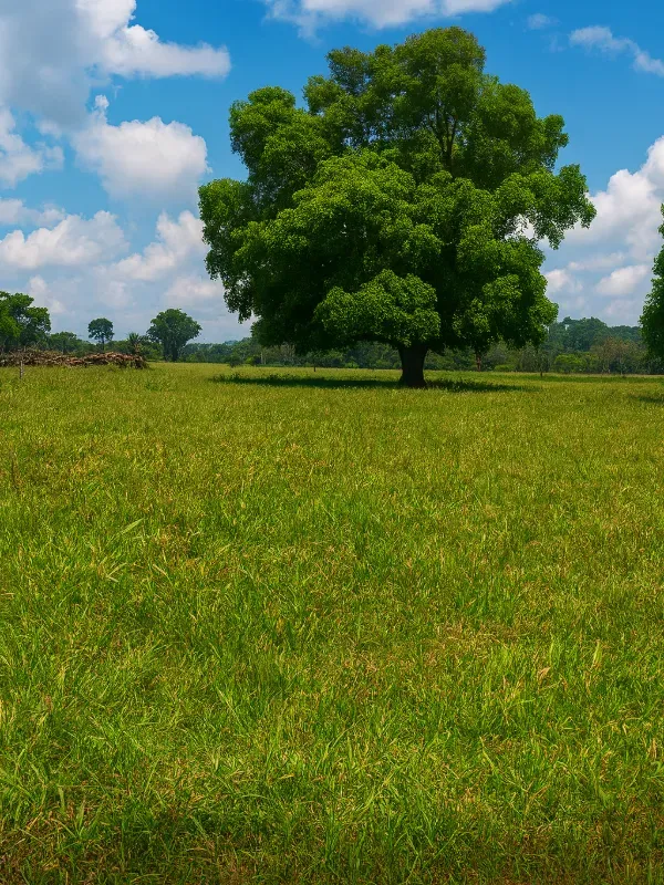 Sítio em São Miguel do Guaporé/Rondônia — Ref 9SE2MA — Imagem 7