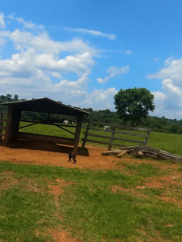 Sítio em São Miguel do Guaporé/Rondônia — Ref 9SE2MA — Imagem 4