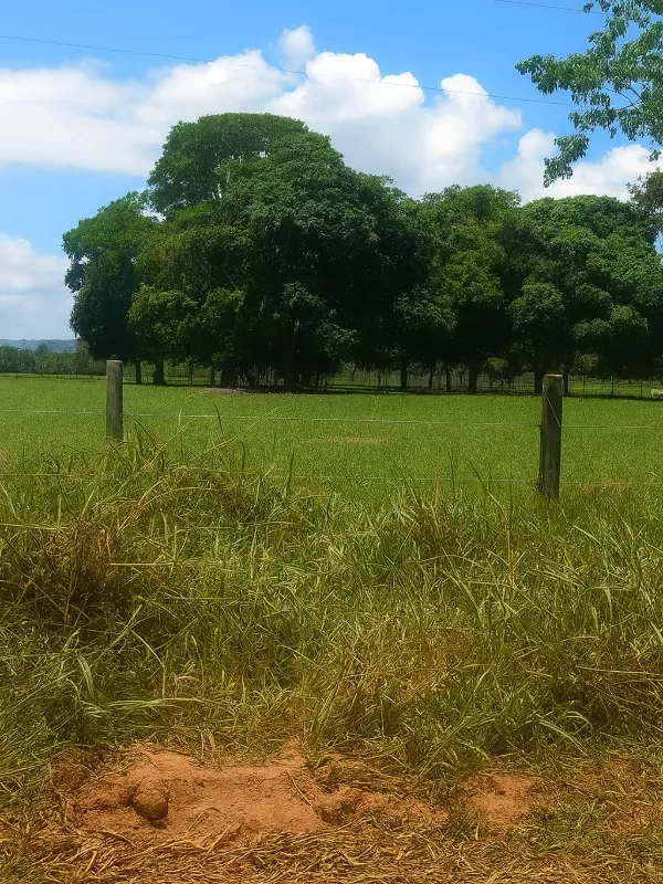 Sítio em São Miguel do Guaporé/Rondônia — Ref 9SE2MA — Imagem 6