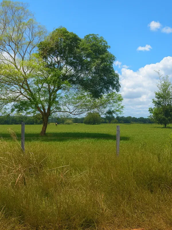 Sítio em São Miguel do Guaporé/Rondônia — Ref 9SE2MA — Imagem 8