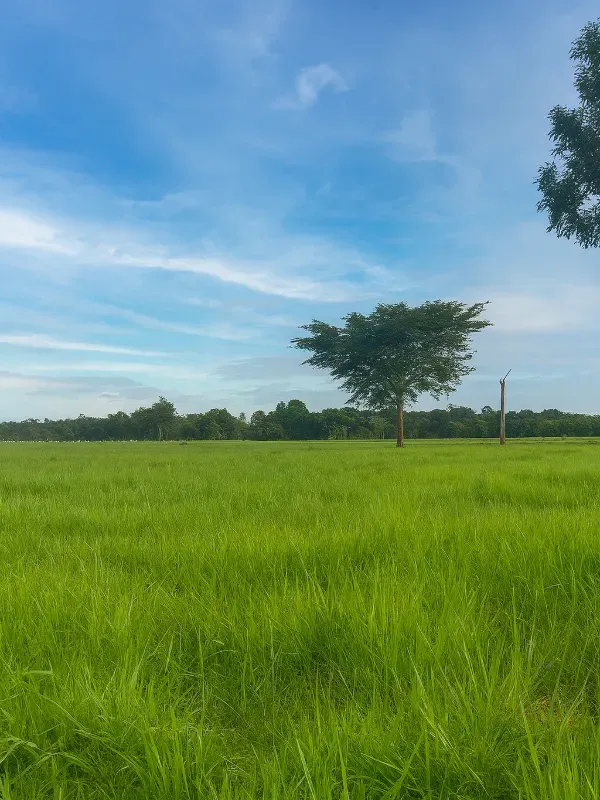 Sítio em São Miguel do Guaporé/Rondônia — Ref 9SE2MA — Imagem 9