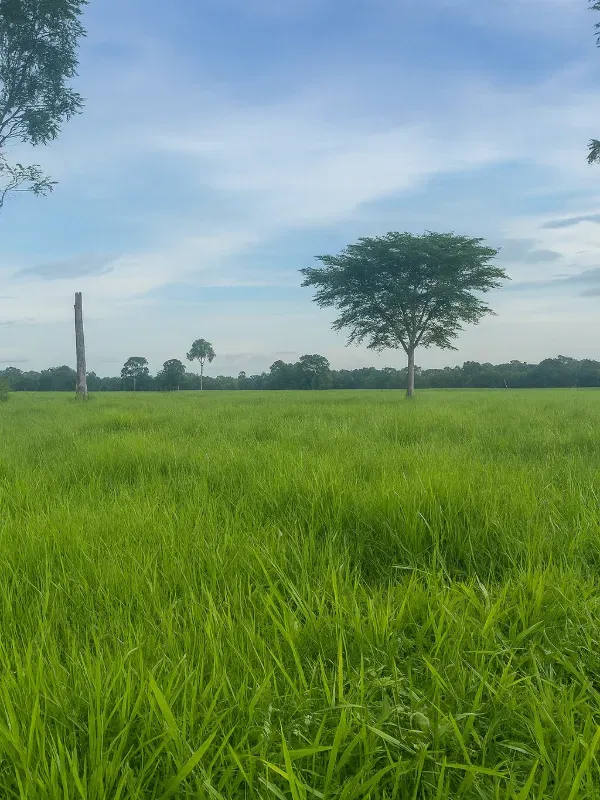 Sítio em São Miguel do Guaporé/Rondônia — Ref 9SE2MA — Imagem 10