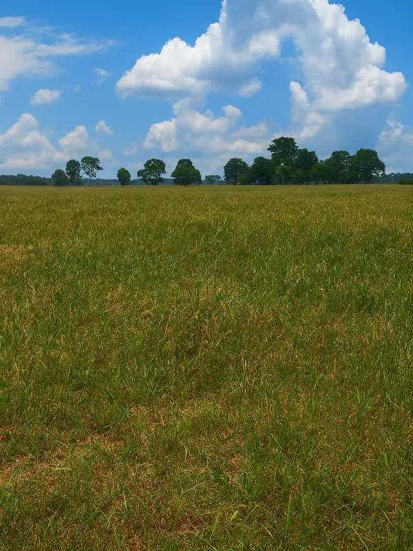 Sítio em São Miguel do Guaporé/Rondônia — Ref 9SE2MA — Imagem 13