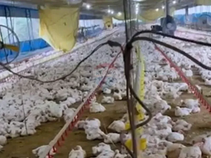 Sítio em Bragança Paulista/São Paulo — Ref SC8G3K — Imagem 7