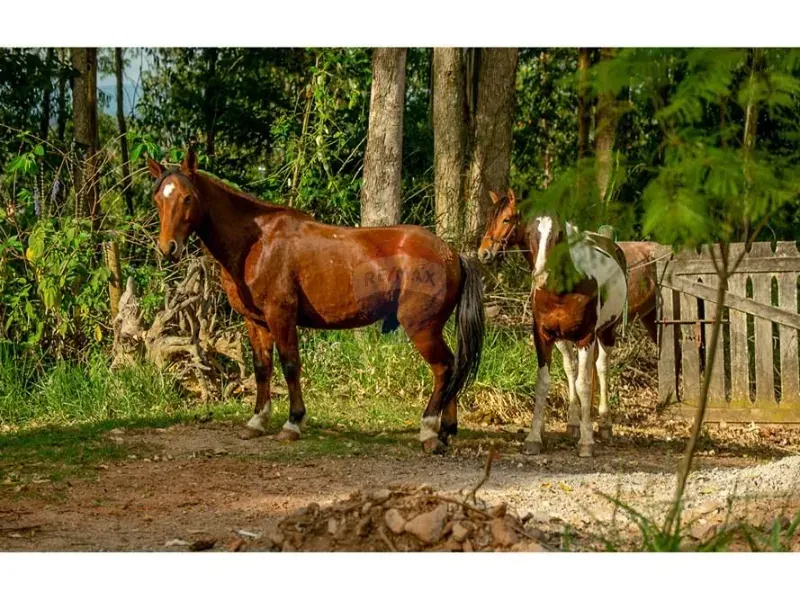 Fazenda em Atibaia/São Paulo — Ref M8APNK — Imagem 19