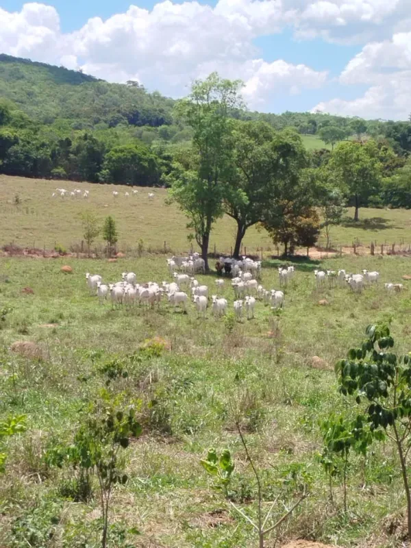 Fazenda em Pirenópolis/Goiás — Ref FQJL9X — Imagem 18
