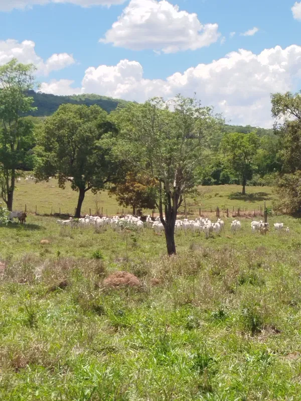 Fazenda em Pirenópolis/Goiás — Ref FQJL9X — Imagem 20