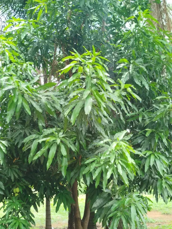 Sítio em Anápolis/Goiás — Ref 9QEA92 — Imagem 13