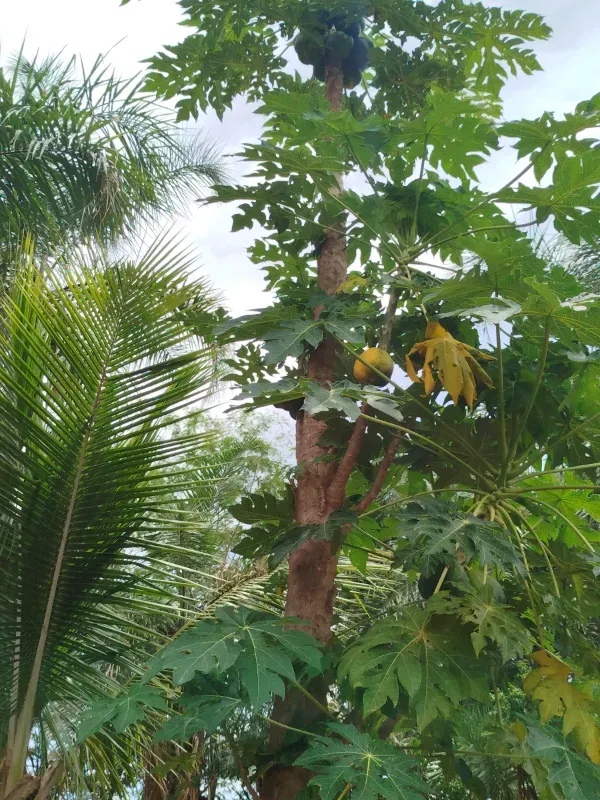 Sítio em Anápolis/Goiás — Ref 9QEA92 — Imagem 15