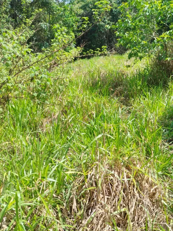 Chácara em Abadiânia/Goiás — Ref II6CM9 — Imagem 4