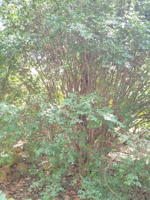 Chácara em Abadiânia/Goiás — Ref II6CM9 — Imagem 5