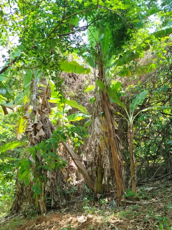 Chácara em Abadiânia/Goiás — Ref II6CM9 — Imagem 6