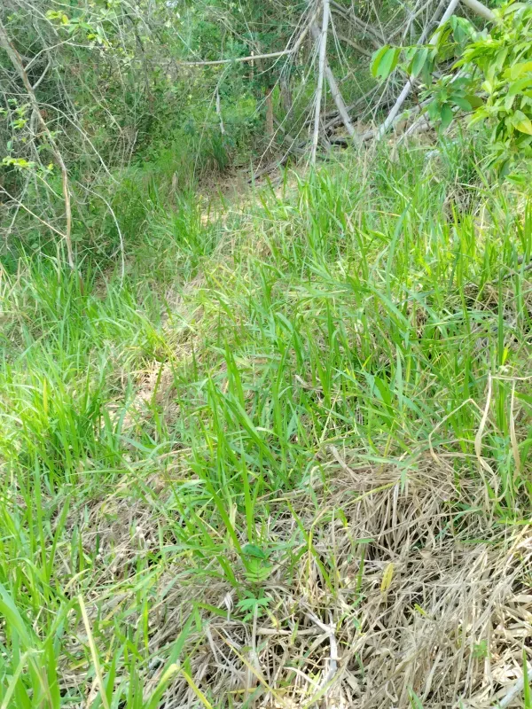 Chácara em Abadiânia/Goiás — Ref II6CM9 — Imagem 7