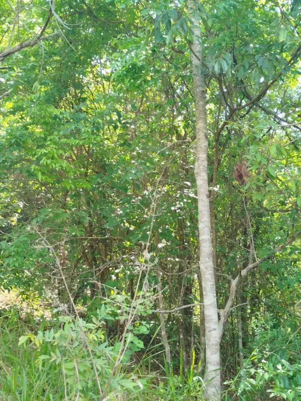 Chácara em Abadiânia/Goiás — Ref II6CM9 — Imagem 10