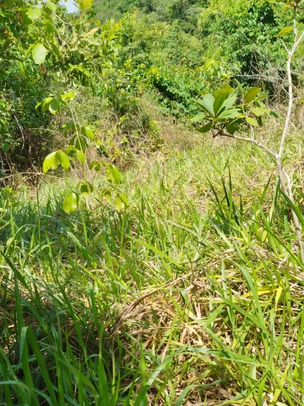 Chácara em Abadiânia/Goiás — Ref II6CM9 — Imagem 12