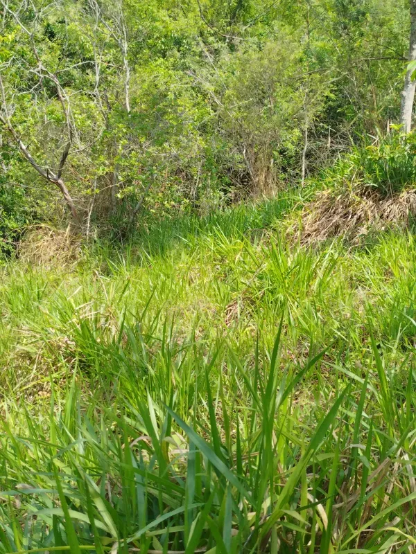 Chácara em Abadiânia/Goiás — Ref II6CM9 — Imagem 13