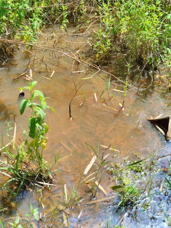 Chácara em Abadiânia/Goiás — Ref II6CM9 — Imagem 14