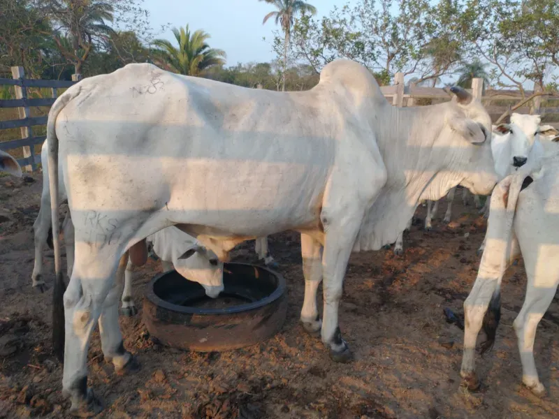 Fazenda em Itapecuru Mirim/Maranhão — Ref VQK1GT — Imagem 7