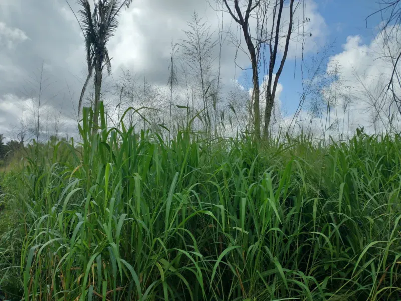 Fazenda em Itapecuru Mirim/Maranhão — Ref VQK1GT — Imagem 13