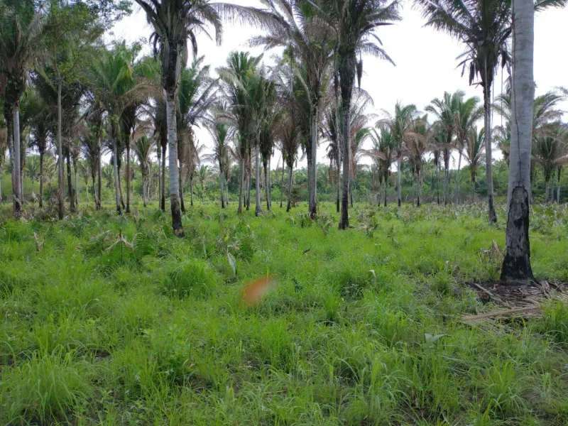 Fazenda em Itapecuru Mirim/Maranhão — Ref VQK1GT — Imagem 1