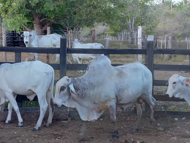 Fazenda em Itapecuru Mirim/Maranhão — Ref VQK1GT — Imagem 6