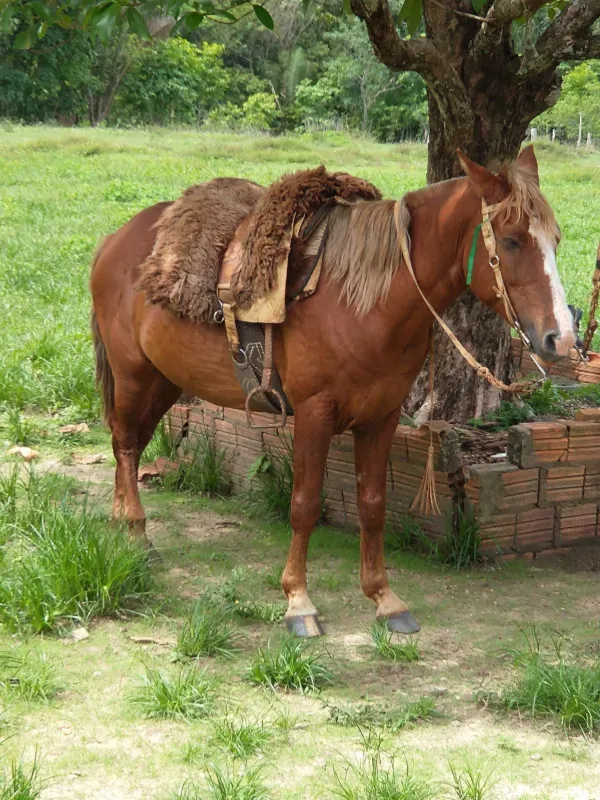 Fazenda em Itapecuru Mirim/Maranhão — Ref VQK1GT — Imagem 8