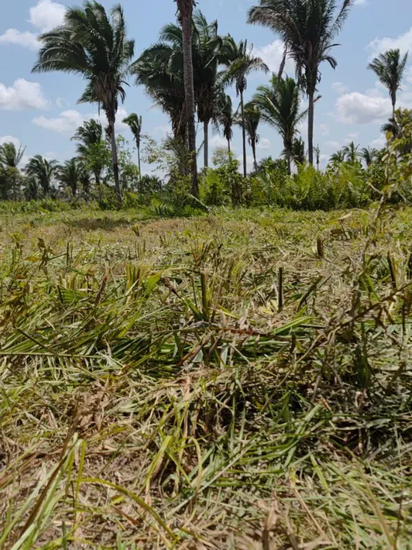 Fazenda em Itapecuru Mirim/Maranhão — Ref VQK1GT — Imagem 12