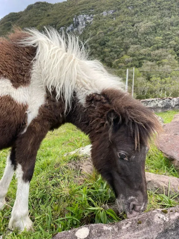 Sítio em Alfredo Wagner/Santa Catarina — Ref YXNINC — Imagem 24