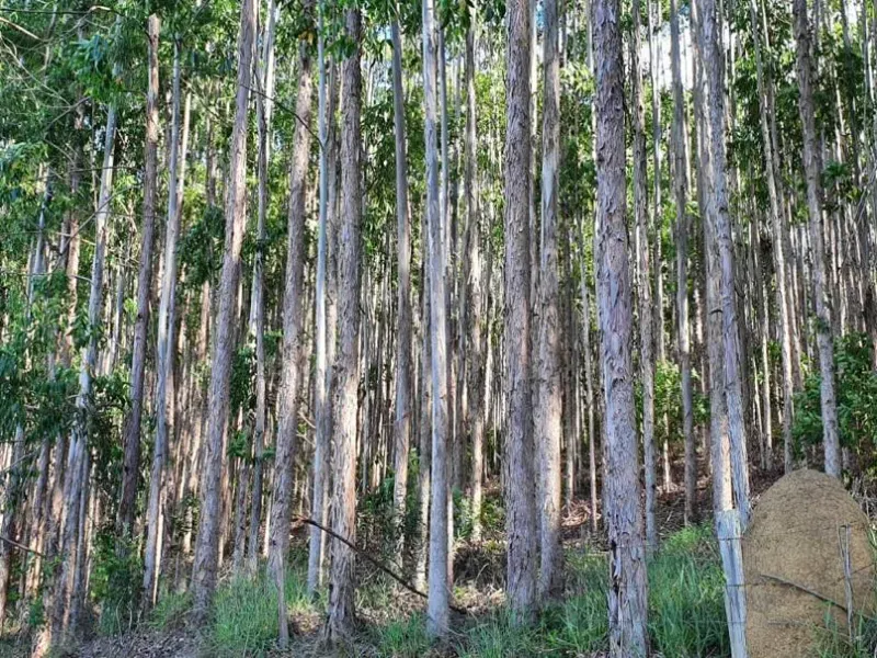 Fazenda em Natividade da Serra/São Paulo — Ref UB3I1H — Imagem 19