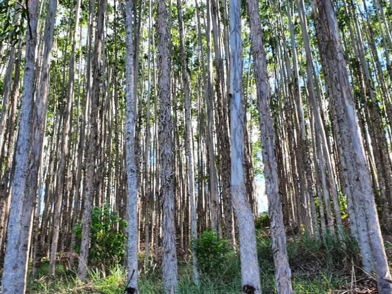 Fazenda em Natividade da Serra/São Paulo — Ref UB3I1H — Imagem 20