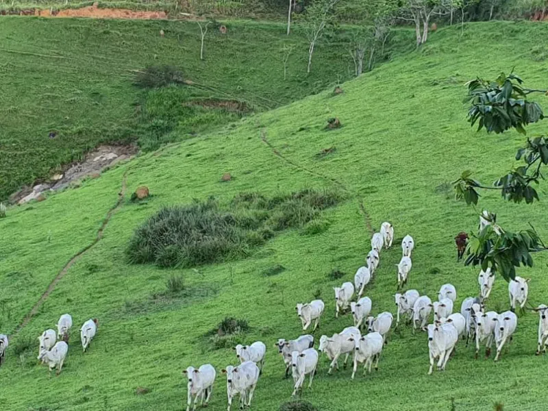 Fazenda em Natividade da Serra/São Paulo — Ref UB3I1H — Imagem 24