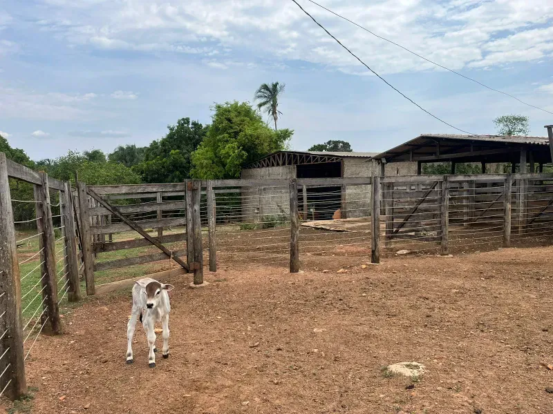 Sítio em Piracanjuba/Goiás — Ref J0GJ5Y — Imagem 23
