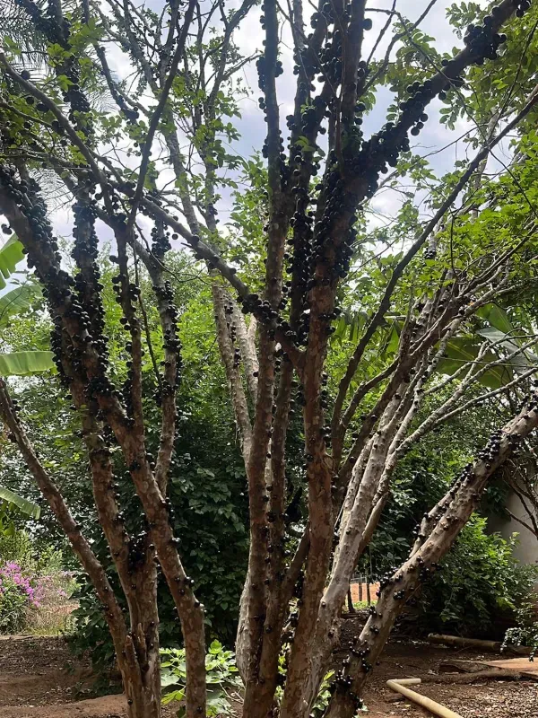 Sítio em Piracanjuba/Goiás — Ref J0GJ5Y — Imagem 37