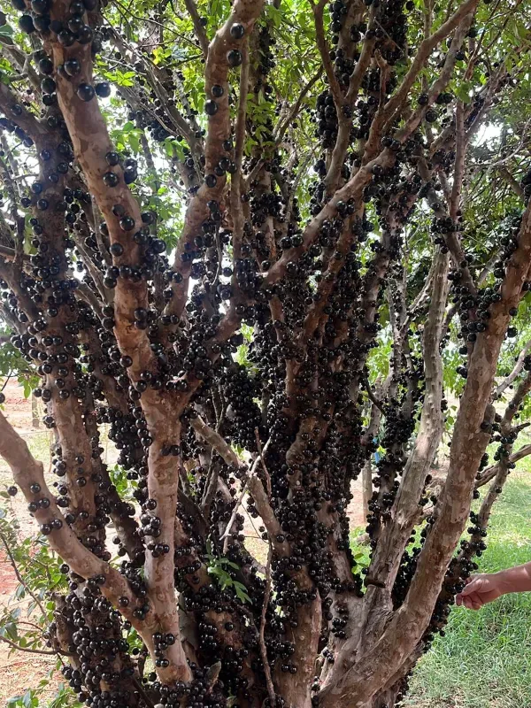 Sítio em Piracanjuba/Goiás — Ref J0GJ5Y — Imagem 38