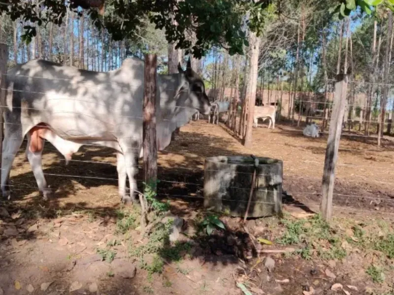 Fazenda em Chapadinha/Maranhão — Ref SCB564 — Imagem 5