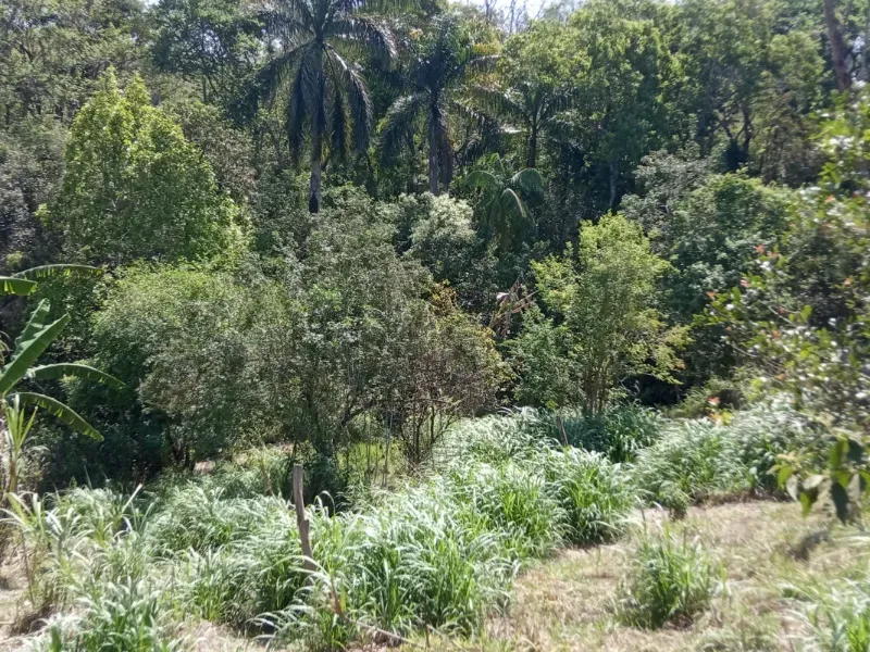 Sítio em Pedra Bela/São Paulo — Ref 1P34CF — Imagem 4