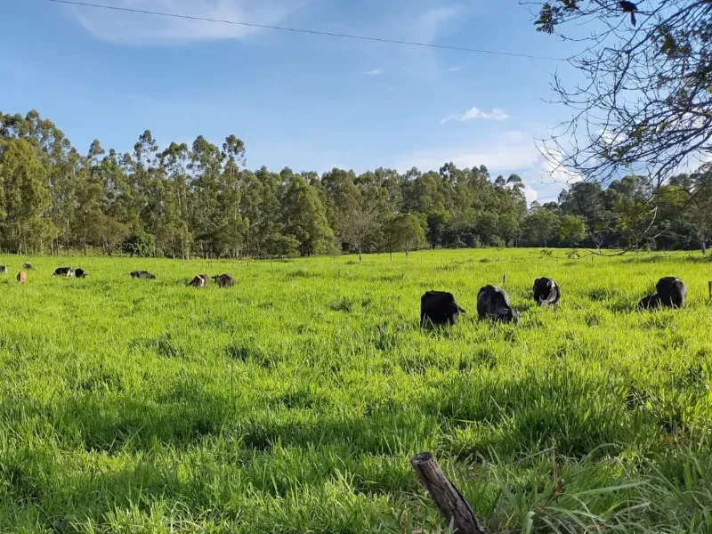 Fazenda em Itapecerica/Minas Gerais — Ref J7UGUJ — Imagem 13