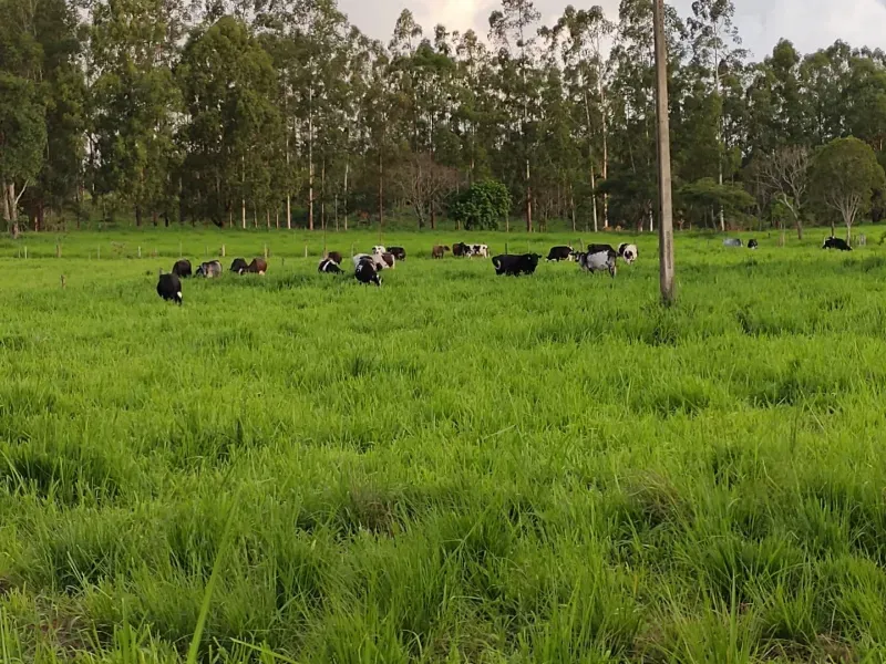 Fazenda em Itapecerica/Minas Gerais — Ref J7UGUJ — Imagem 14