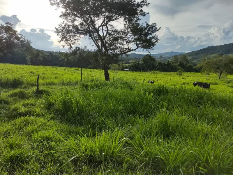 Fazenda em Itapecerica/Minas Gerais — Ref J7UGUJ — Imagem 15