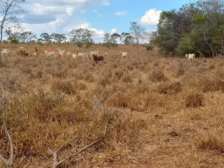 Fazenda em Felixlândia/Minas Gerais — Ref 0UTEWF — Imagem 15