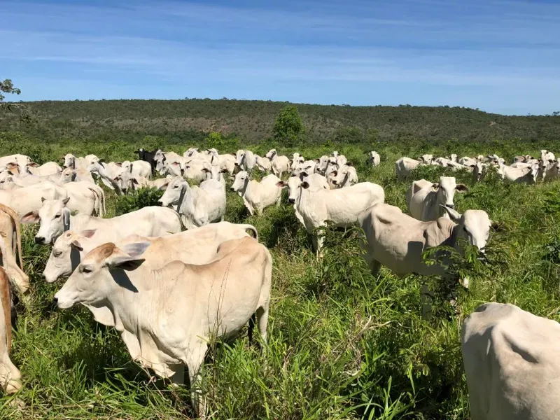 Fazenda em Lassance/Minas Gerais — Ref 0HCKDB — Imagem 2