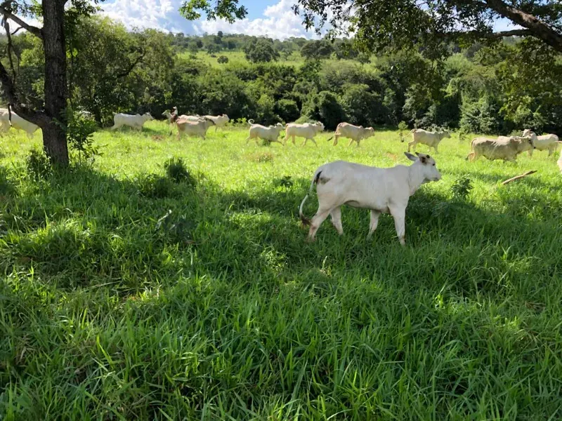 Fazenda em Lassance/Minas Gerais — Ref 0HCKDB — Imagem 3