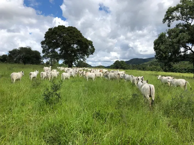 Fazenda em Lassance/Minas Gerais — Ref 0HCKDB — Imagem 4