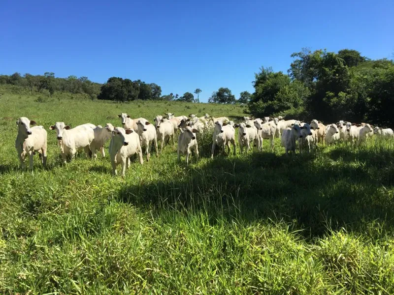 Fazenda em Lassance/Minas Gerais — Ref 0HCKDB — Imagem 5