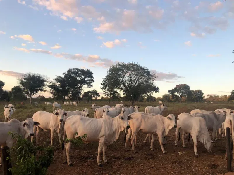 Fazenda em Lassance/Minas Gerais — Ref 0HCKDB — Imagem 7