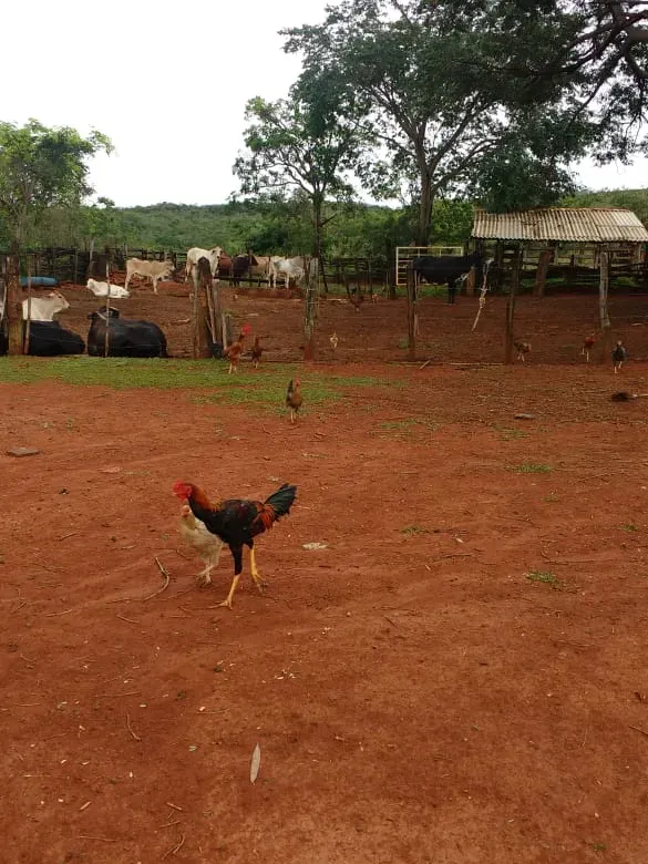 Fazenda em Felixlândia/Minas Gerais — Ref QRHQRF — Imagem 6