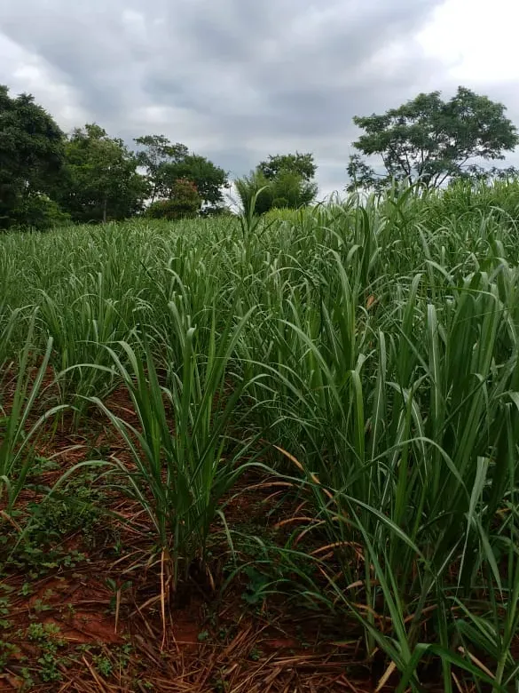 Fazenda em Felixlândia/Minas Gerais — Ref QRHQRF — Imagem 8